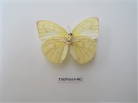 藏品(遷粉蝶)的圖片